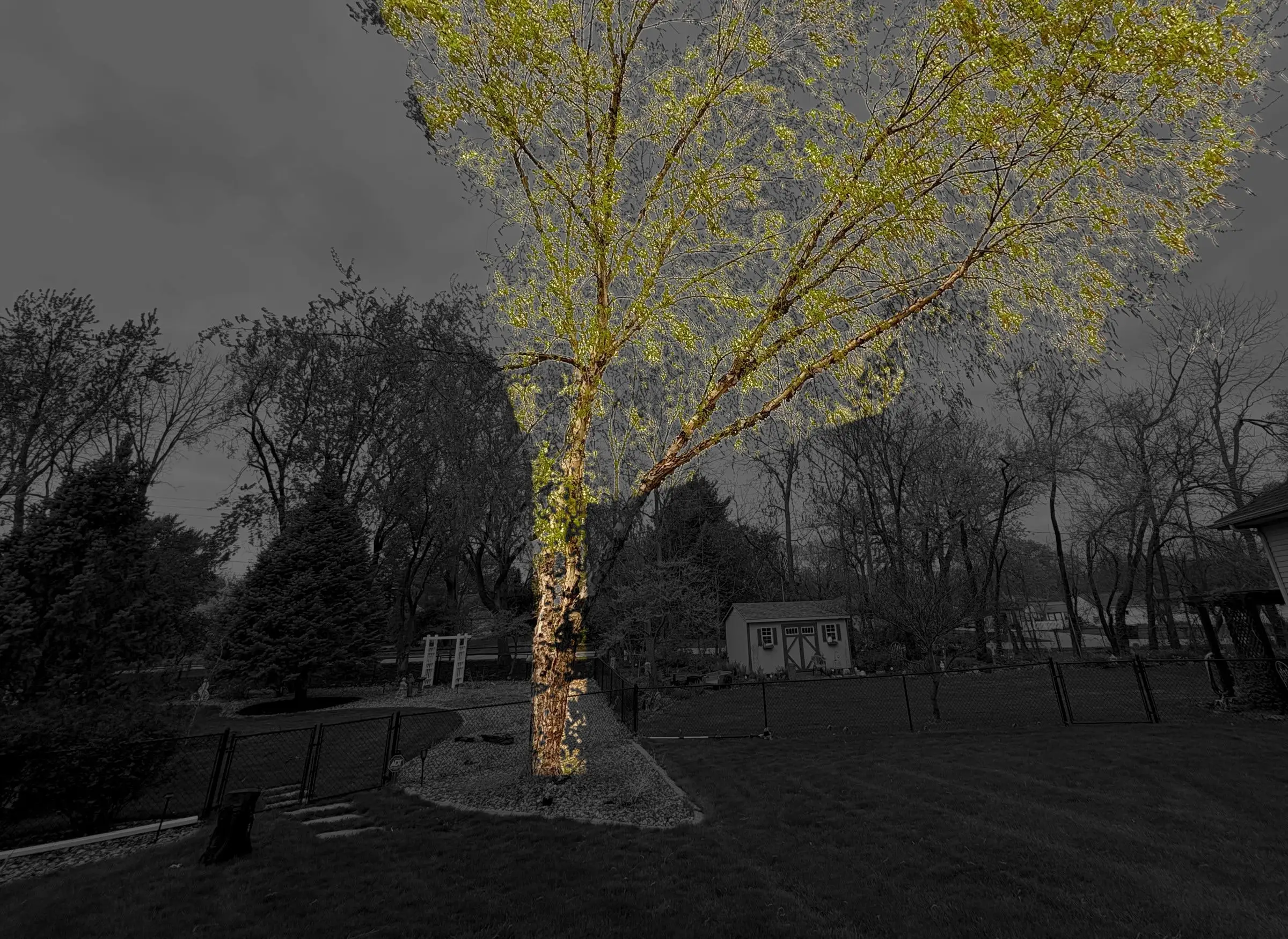 A backyard with a large tree in a landscaped bed, before removal